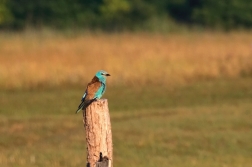 Mandelík hajní  ( Coracias garrulus )