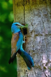 Mandelík hajní  / Coracias garrulus )