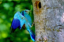 Mandelík hajní  / Coracias garrulus )