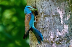 Mandelík hajní  / Coracias garrulus )