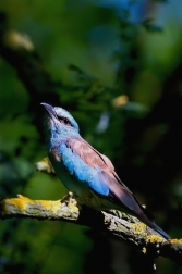 Mandelík hajní  / Coracias garrulus )