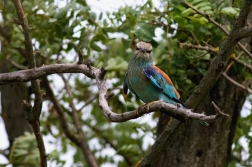 Mandelík hajní  / Coracias garrulus )