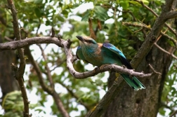 Mandelík hajní  / Coracias garrulus )