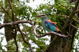 Mandelík hajní  / Coracias garrulus )