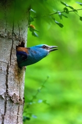 Mandelík hajní  / Coracias garrulus )