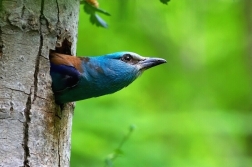 Mandelík hajní  / Coracias garrulus )