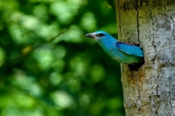 Mandelík hajní  / Coracias garrulus )