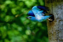 Mandelík hajní  / Coracias garrulus )