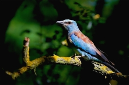 Mandelík hajní  / Coracias garrulus )