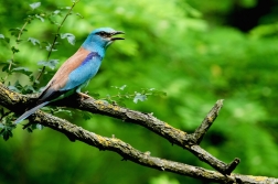 Mandelík hajní  ( Coracias garrulus )