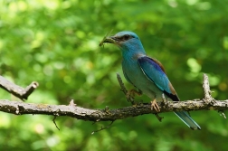 Mandelík hajní  ( Coracias garrulus )