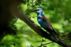 Mandelík hajní  ( Coracias garrulus )