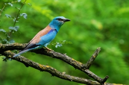 Mandelík hajní  ( Coracias garrulus )