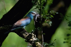 Mandelík hajní  ( Coracias garrulus )