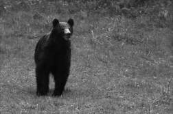 Medvěd  hnědý ( Ursus arctos )