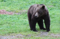 Medvěd  hnědý ( Ursus arctos )