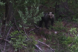 Medvěd  hnědý ( Ursus arctos )