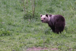 Medvěd  hnědý ( Ursus arctos )