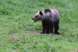 Medvěd  hnědý ( Ursus arctos )