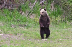 Medvěd  hnědý ( Ursus arctos )