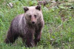 Medvěd  hnědý ( Ursus arctos )