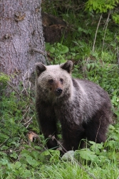 Medvěd  hnědý ( Ursus arctos )