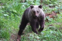 Medvěd  hnědý ( Ursus arctos )