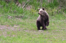 Medvěd  hnědý ( Ursus arctos )