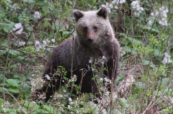 Medvěd  hnědý ( Ursus arctos )