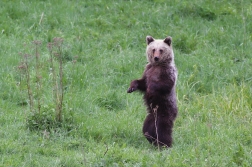 Medvěd  hnědý ( Ursus arctos )