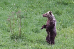 Medvěd  hnědý ( Ursus arctos )