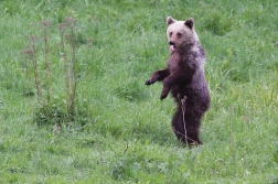 Medvěd  hnědý ( Ursus arctos )