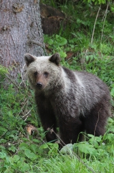 Medvěd  hnědý ( Ursus arctos )