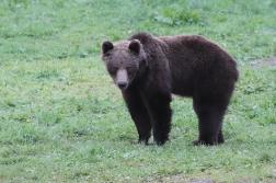 Medvěd  hnědý ( Ursus arctos )