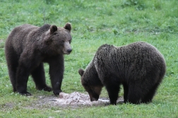 Medvěd  hnědý ( Ursus arctos )