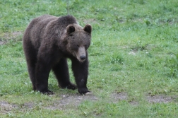 Medvěd  hnědý ( Ursus arctos )