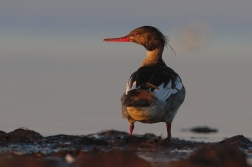 Morčák prostřední ( Mergus serrator )