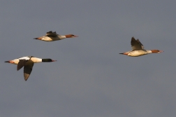 Morčák velký ( Mergus merganser )