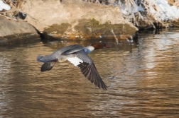 Morčák velký ( Mergus merganser )