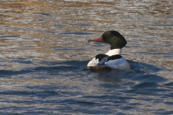 Morčák velký ( Mergus merganser )