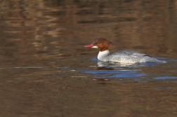 Morčák velký  ( Mergus merganser )