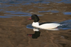 Morčák velký  ( Mergus merganser )