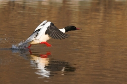 Morčák velký  ( Mergus merganser )