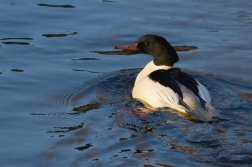 Morčák velký  ( Mergus merganser )