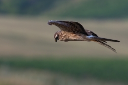 Moták lužní  ( Cirkus pygargus )