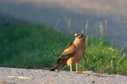 Moták lužní  ( Cyrkus pygargus )