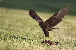 Moták pochop  ( Circus aeruginosus )