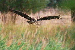 Moták pochop  ( Circus aeruginosus )