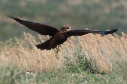 Moták pochop  ( Circus aeruginosus )