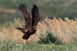 Moták pochop  ( Circus aeruginosus )